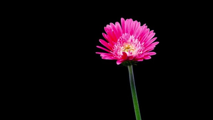 时间流逝-美丽的粉红色雏菊与黑色背景一起绽放