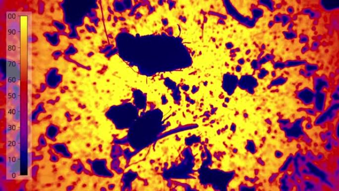 在橙色背景下在显微镜下拍摄的微生物中的昆虫对比镜头