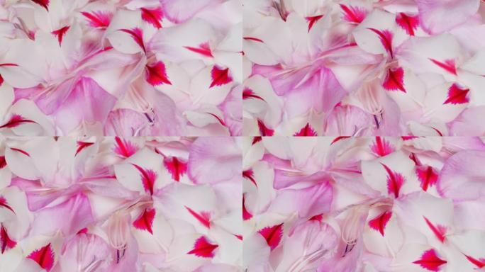 白色粉红色剑兰背景的花瓣。特写