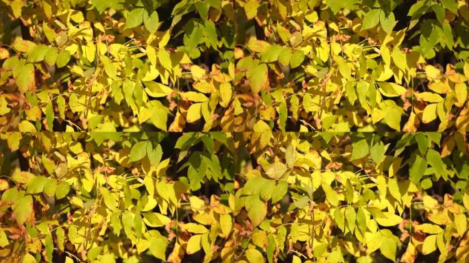秋天的树叶被隔离在晴朗的蓝天背景下，带有神奇的镜头耀斑。阳光透过树枝发光