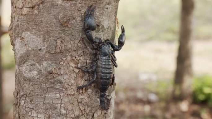 特写，黑蝎子栖息在树上。在阳光明媚的日子里。