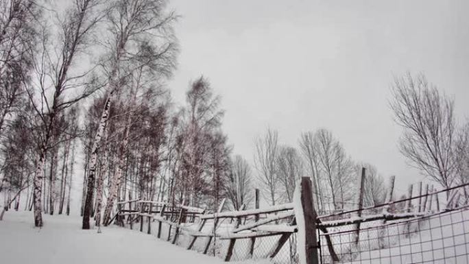 落叶的桦树在风的拍打下，暴风雪的雪覆盖了森林737边缘的花园周围的篱笆