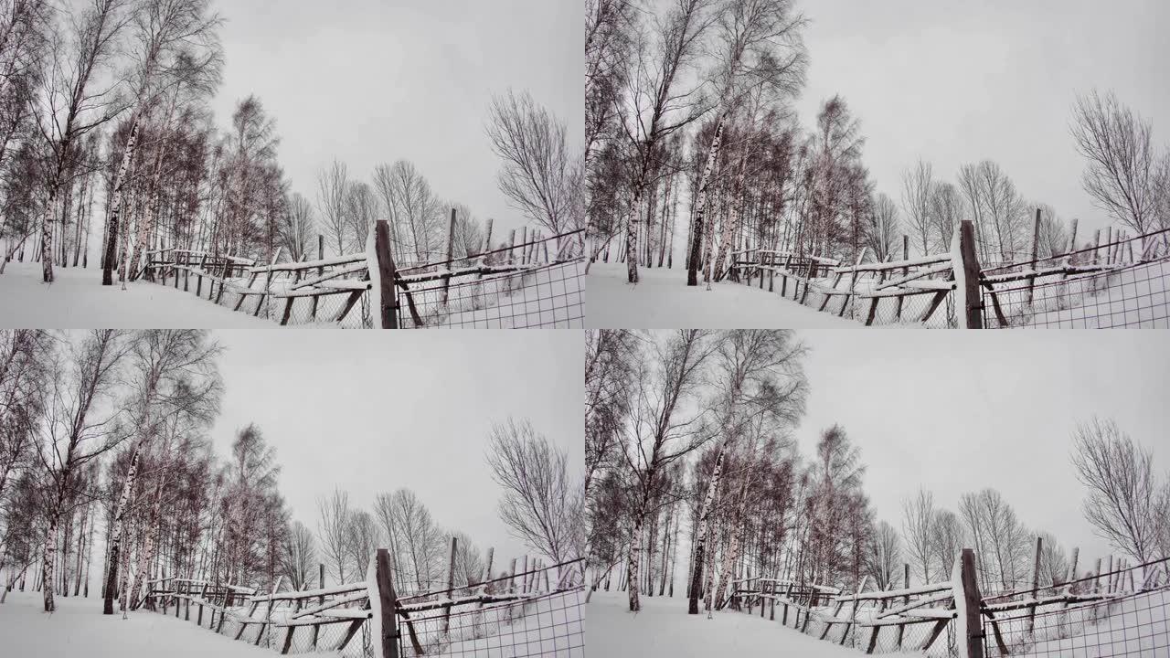 落叶的桦树在风的拍打下，暴风雪的雪覆盖了森林737边缘的花园周围的篱笆
