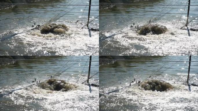 惊慌失措的鲱鱼在慢动作中高高跳起池塘网络