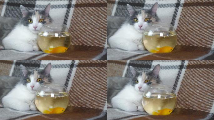 猫和金鱼。