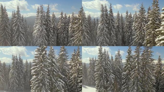 在寒冷明亮的日子里，冬季山区森林中高大的松树覆盖着新鲜的积雪的鸟瞰图