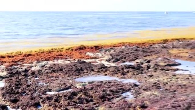 非常恶心的红色海藻sargazo海滩Playa del Carmen墨西哥。
