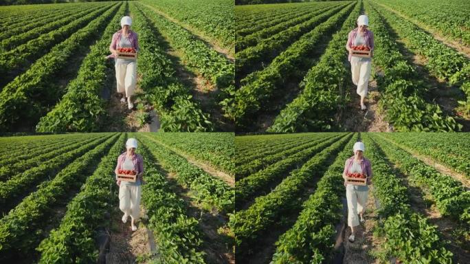 农民在田间携带一整箱成熟的草莓