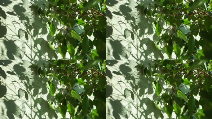 绿色树叶在白色表面的反射。自然阴影覆盖在墙壁背景的纹理上。抽象4k模糊视频背景