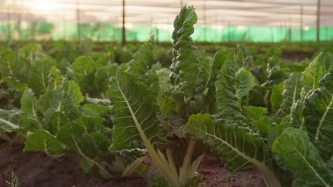 在农场上生长的新鲜菠菜的4k视频片段