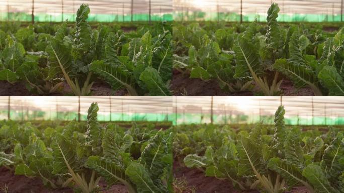 在农场上生长的新鲜菠菜的4k视频片段