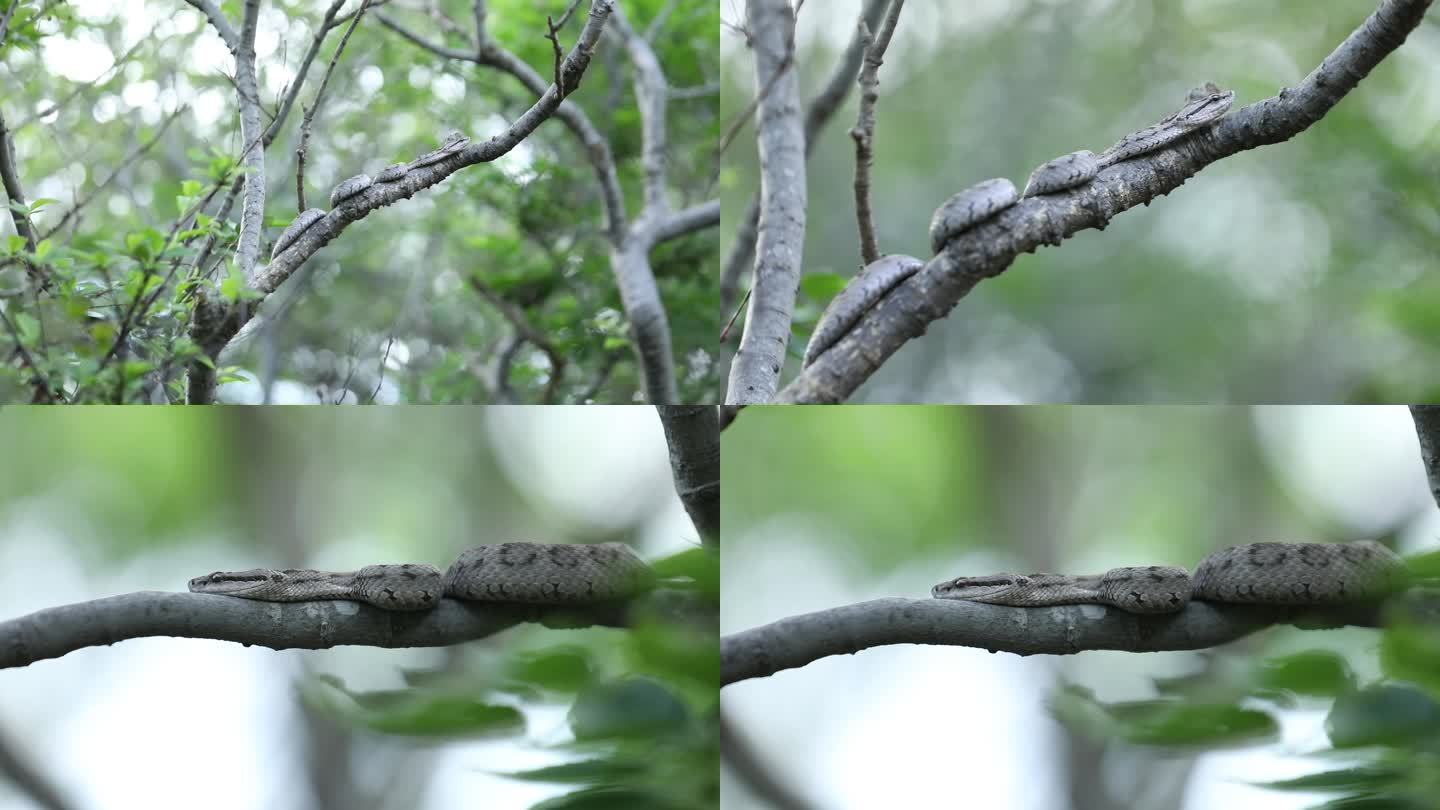 h蝮蛇盘踞隐藏在树枝之中04