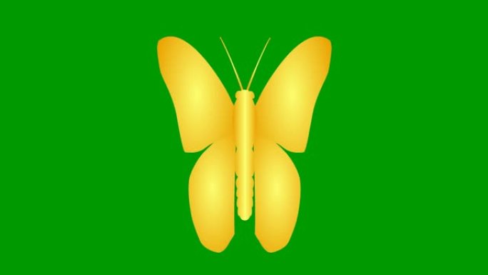 动画金色蝴蝶襟翼。循环视频。孤立在绿色背景上的平面矢量插图。