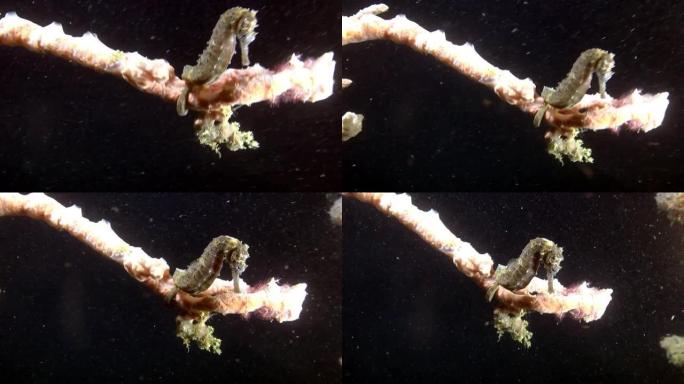 海马在黑海深渊背景下的珊瑚分支上摆动。
