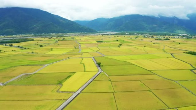 稻田鸟瞰图，台湾台东池上景观。