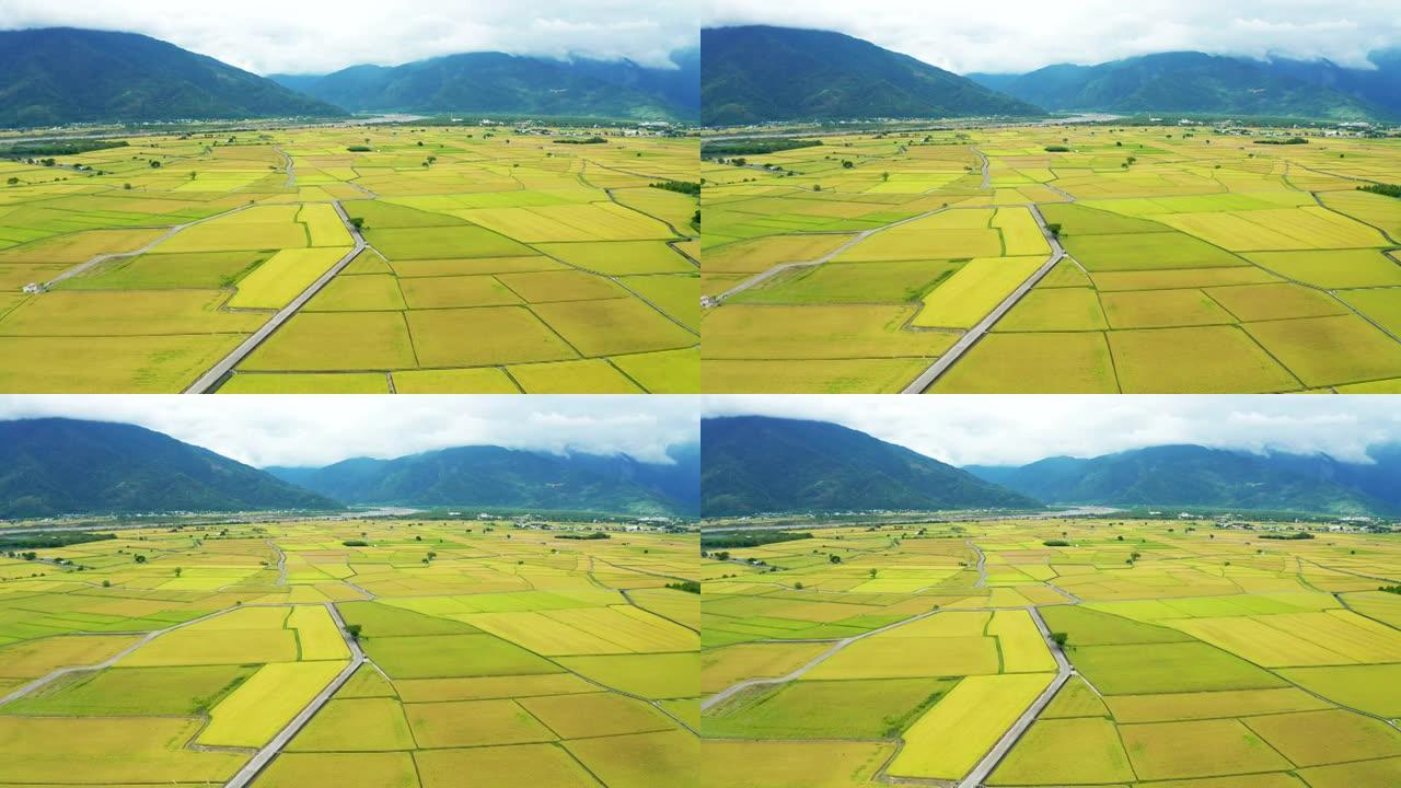 稻田鸟瞰图，台湾台东池上景观。