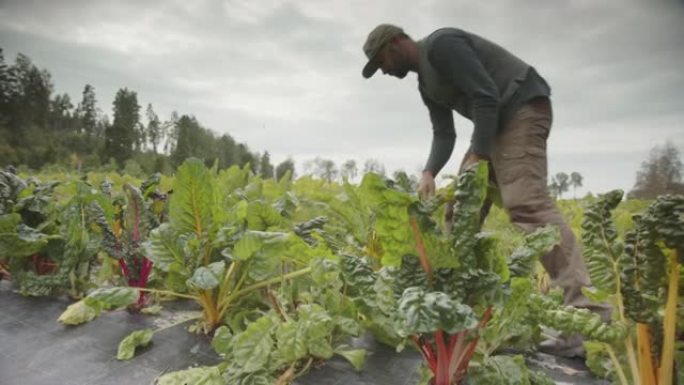 追踪农民从农场收获彩虹甜茶的电影镜头