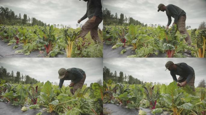 追踪农民从农场收获彩虹甜茶的电影镜头