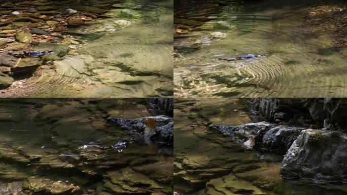 火蜥蜴在小溪里游泳，萨拉曼德拉萨拉曼德拉