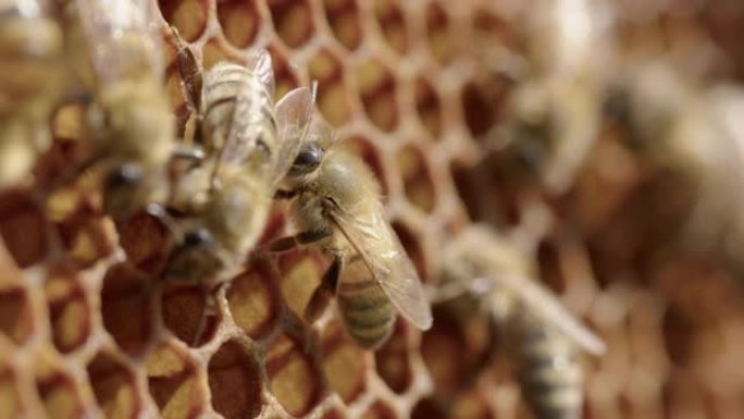养蜂工蜂在蜂巢的蜂巢中漫步，细节拍摄