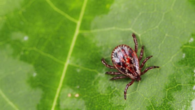 蜱寄生蛛网膜吸血载体的各种疾病。危险的叮咬虫螨，寄生虫