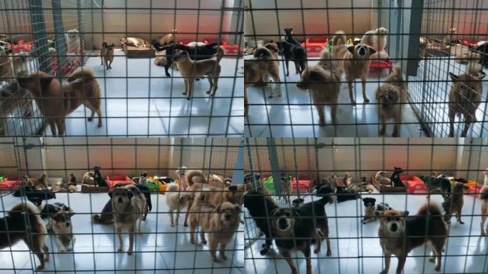 Gimbal steadicam在篱笆后面的庇护所中拍摄了悲伤的狗，等待被救出并收养到新家。动物庇护