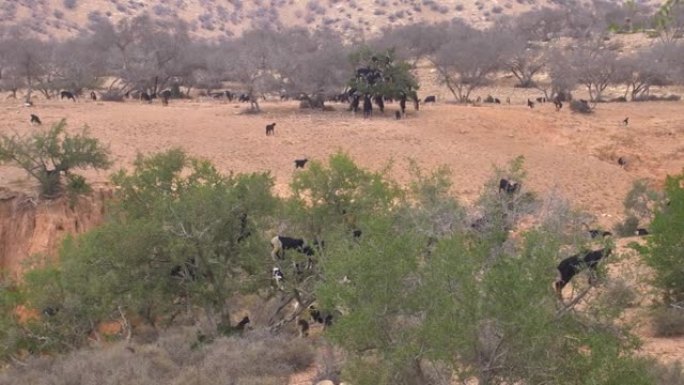 非洲摩洛哥，一群山羊爬上阿卡尼亚树，在沙漠中觅食