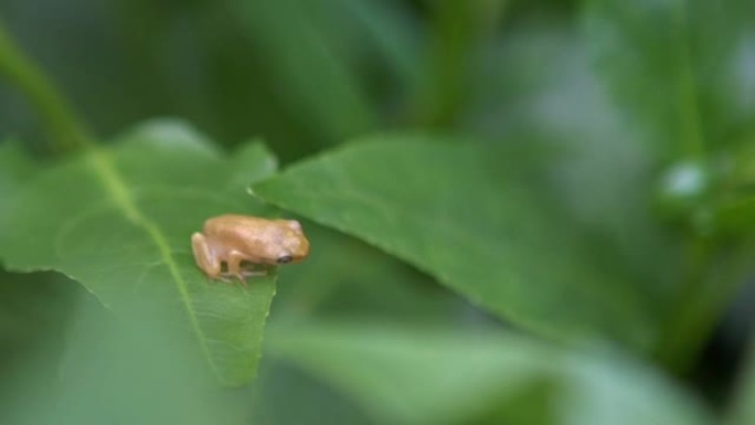 小青蛙的慢动作停在蔬菜叶子上。雨蛙蝌蚪