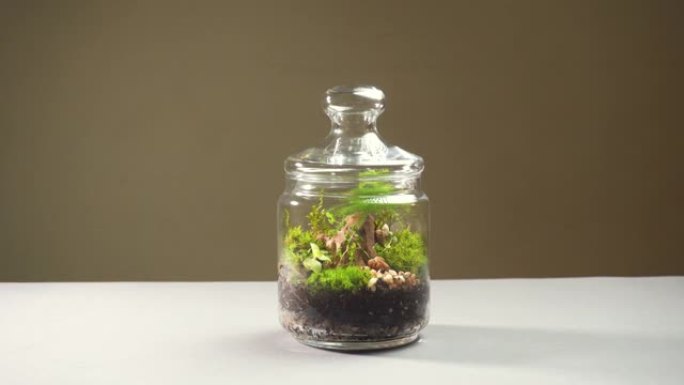 玻璃花瓶花卉，里面有不同类型的植物。