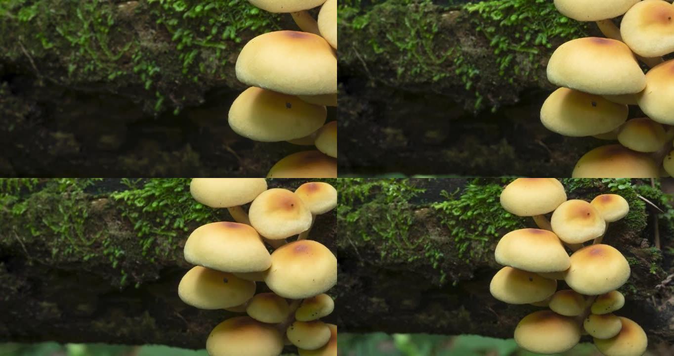 巴西雨林中倒下的树干中的黄色蘑菇