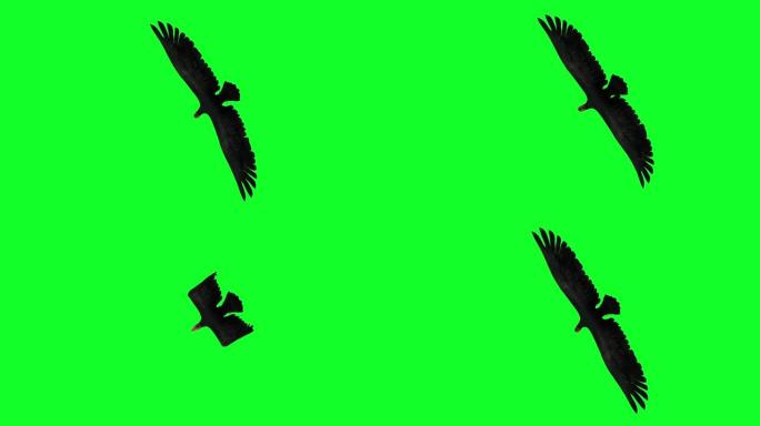 3d动画-绿屏飞行中的秃鹰