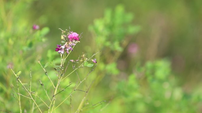 h一组林间粉色花朵02