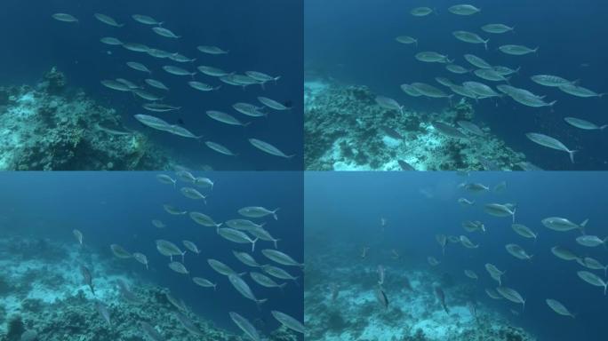 鲭鱼在水中游泳-热带水下海鱼