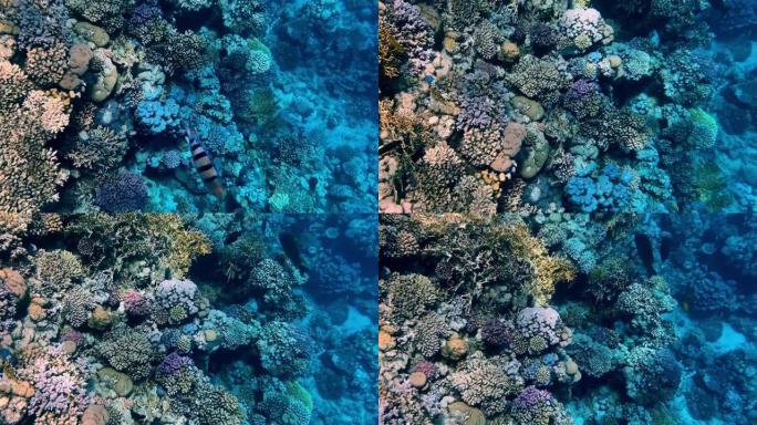 红海美丽的珊瑚礁和鱼类