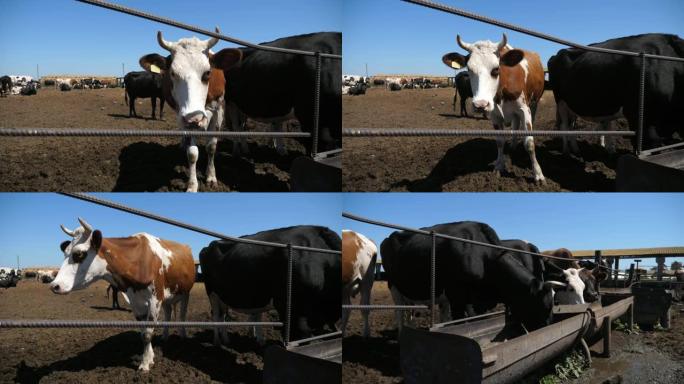 在slo-mo的大型农场上，有趣的白色和棕色母牛从相机上搬回