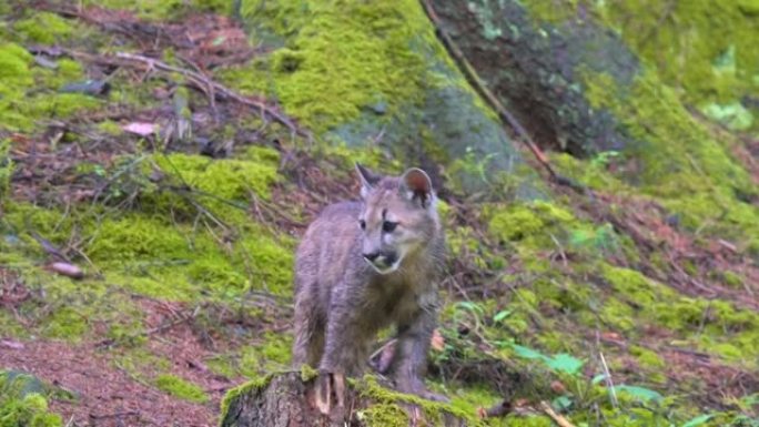 早晨日出时，年轻的美洲狮 (Puma concolor) 美丽而危险地在北美森林的岩石之间穿过树林。