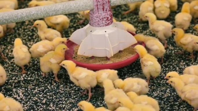 喂食器附近漂亮的新生鸡。黄色小鸡在现代家禽场内吃饲料。鸡肉和家禽业。