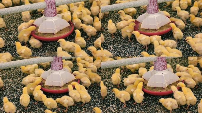 喂食器附近漂亮的新生鸡。黄色小鸡在现代家禽场内吃饲料。鸡肉和家禽业。