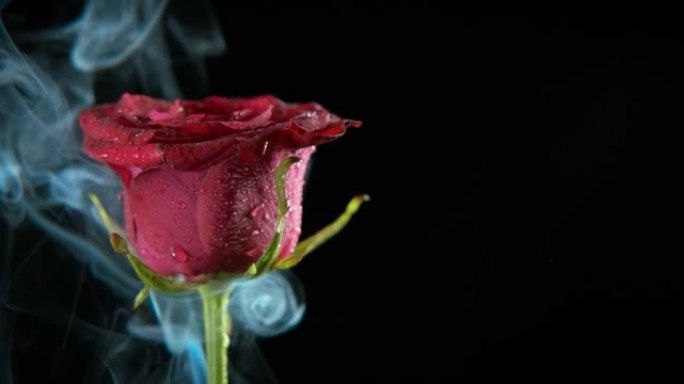 夜玫瑰中的爱情之火。
