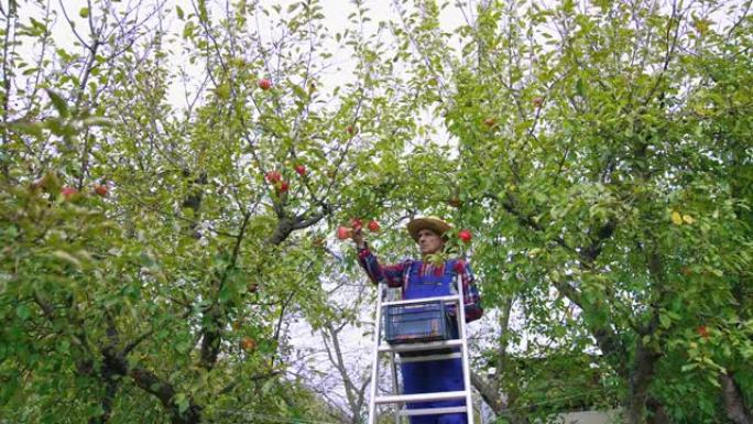 农民带梯子去捡东西。果农收获苹果。