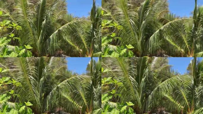 夏威夷摇曳的椰树