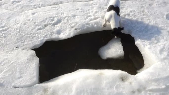 冰洞狗的4k视图。