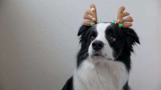 可爱的微笑小狗边境牧羊犬穿着圣诞服装鹿角帽子孤立在白色背景的有趣肖像。为假期做准备。圣诞快乐概念