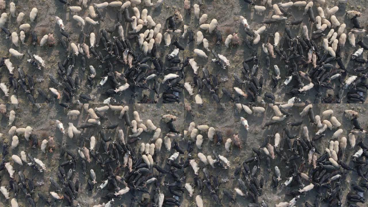 一群羊的正上方农户野山羊黑山羊