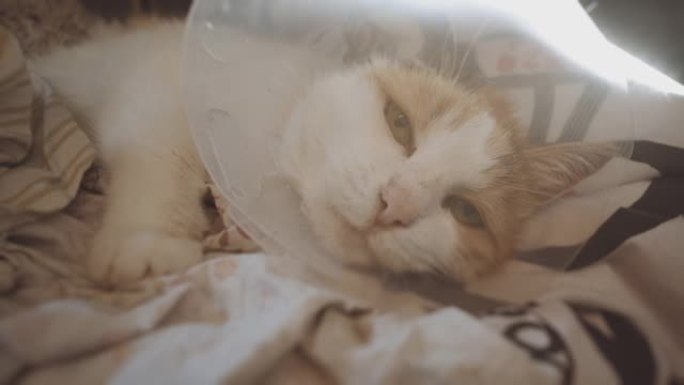 猫在床上。耳癌后截肢。鳞状细胞癌。