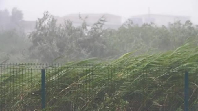 暴风雨天气使幼树弯曲到陆地，夏季阵风