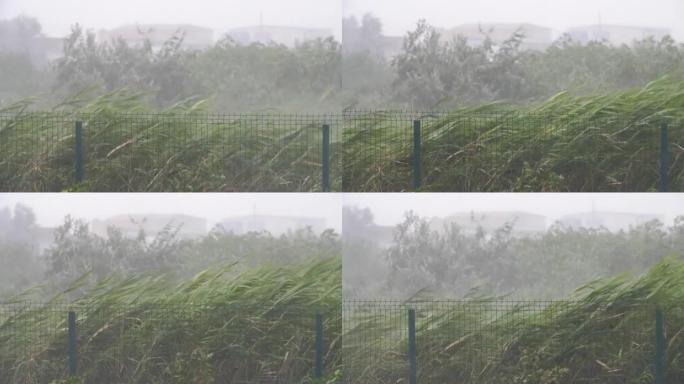 暴风雨天气使幼树弯曲到陆地，夏季阵风