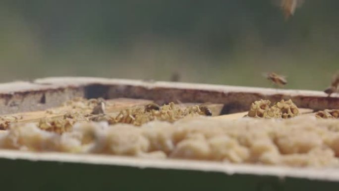 养蜂-抽完蜜蜂后从蜂箱中取出框架，关闭
