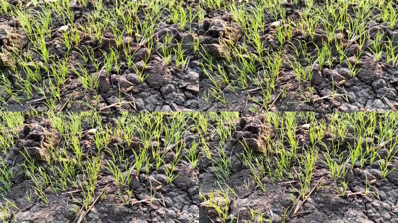 印度乡村农场绿色农业孜然植物生长在土壤中的美丽景色视频镜头