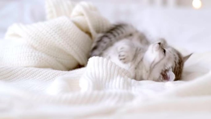 肖像有趣可爱的小条纹苏格兰折叠小猫躺在家里的白色床上，背景是圣诞灯。概念可爱的宠物猫